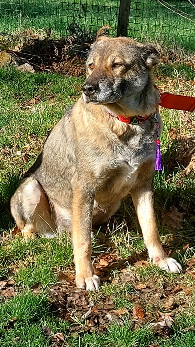 Buddy, Mix (Rde) Sucht Ein Zuhause - Tierschutzverein Hunderettung
