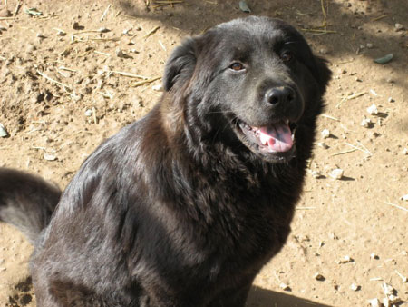 schwarze Chow Chow Mischung