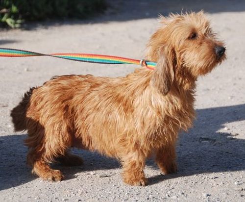 Basset Fauve de Bretagne Mix - LINCHEN, (Hündin) - Zuhause ...