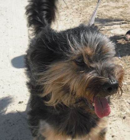 Hund Labradoodle Tibet Terrier Mix Mischling Rude 11 Monate In Vacha Thuringen