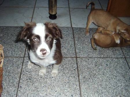 Mischling Momo Welpe N Zuhause Gefunden Tiere Suchen