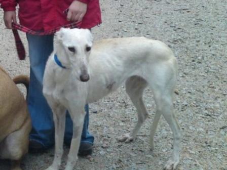 Spanischer Greyhound Nieve Hundin Zuhause Gefunden
