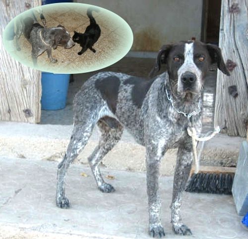 bracke pointer mix