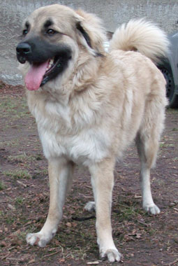 Alle Hunderassen Mit Bild Und Beschreibung