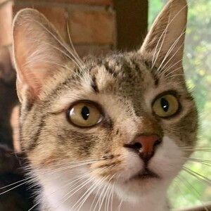 Gabriel