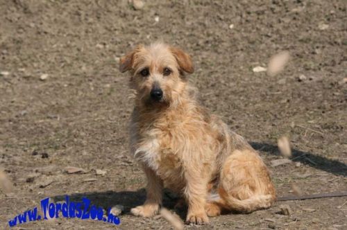 Dackel Terrier Mix Timmy Welpe N Zuhause Gefunden Tierheim Odena Spanien Happy Ends Archiv Von Zergportal De