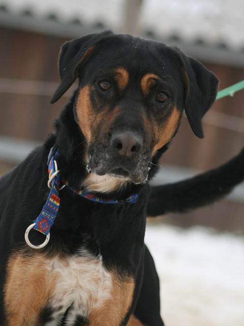 Entlebucher Sennenhund-Mix - MARGOT, (Hündin) - Zuhause ...