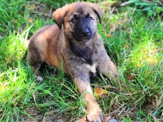 Maya