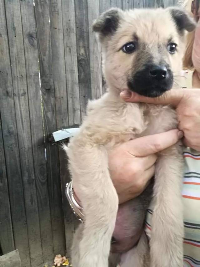 CHARLIE Tierhilfe pro Hund aktiv e.V. Tierschutz Griechenland