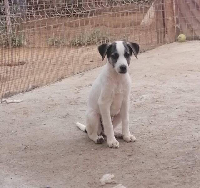 LOONA Tierhilfe pro Hund aktiv e.V. Tierschutz Griechenland