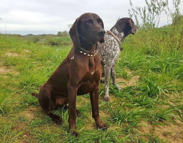 Milan, Deutsch Kurzhaar (Rüde) aus 49... Deutschland (D) sucht ein ...