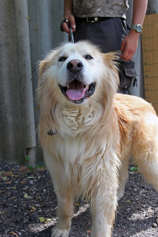 Freddy 3, Golden Retriever - HunD3 852727