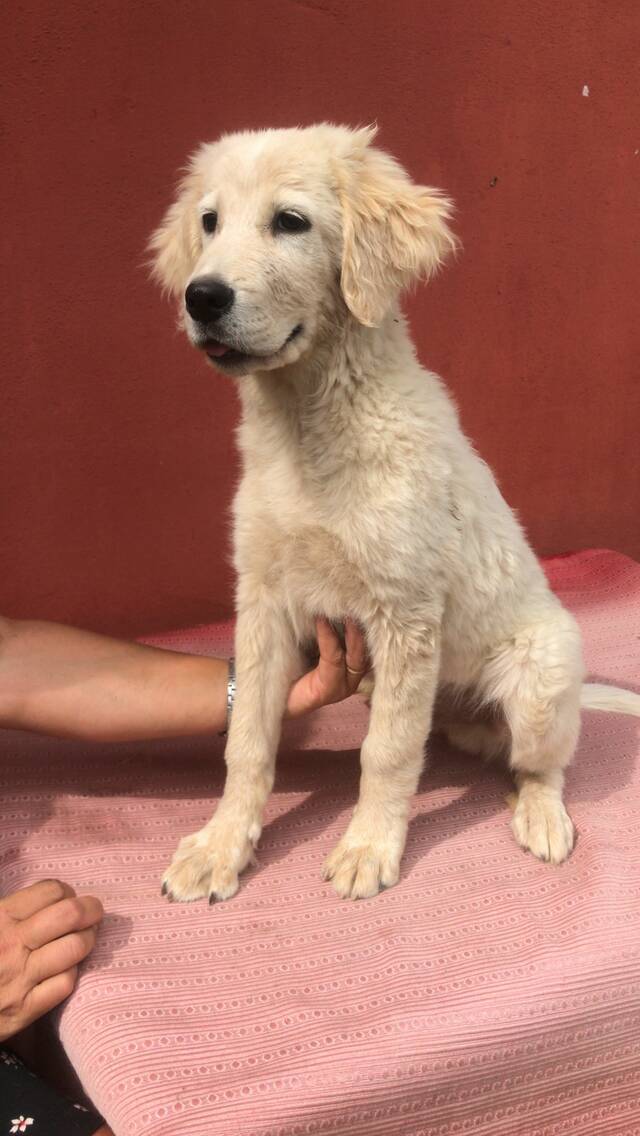 Knut, Golden-Retriever-Maremmano-Mix (Welpe/Rüde) sucht ein Zuhause ... - HunD3 855913