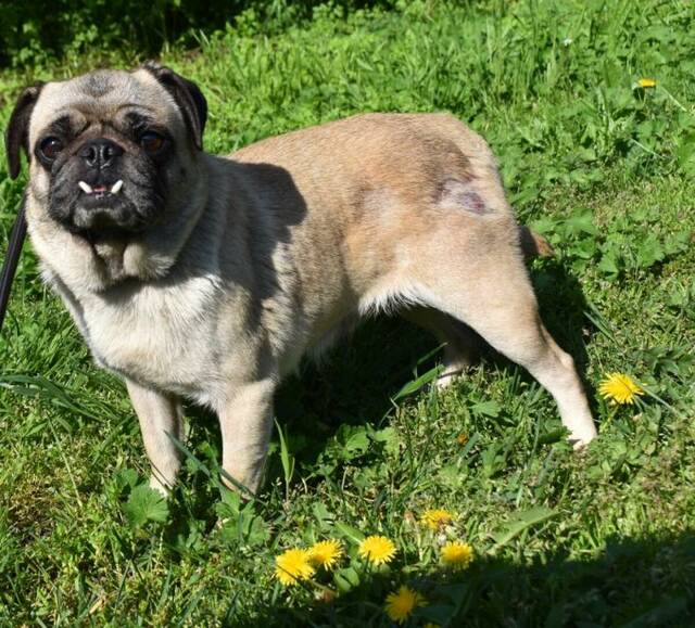 Lady, Mops (Hündin) sucht ein Zuhause Projekt Pusztahunde e.V