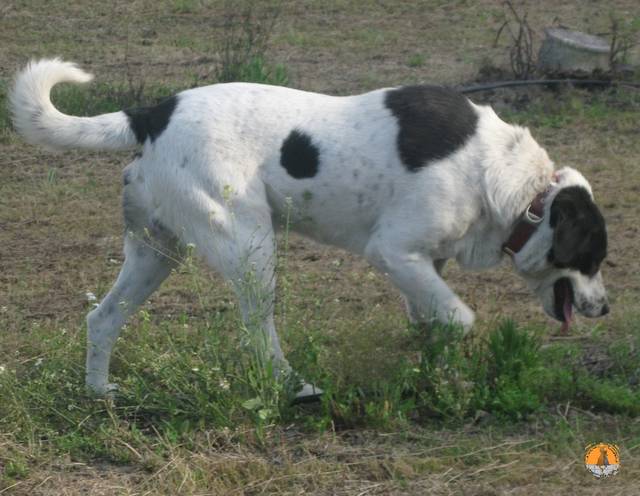 Mischling(Griechischer Hirtenhund?) (Rüde) Hani (AN) sucht ein