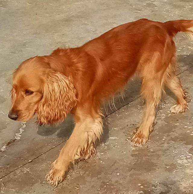 ALEX, Cocker Spaniel (Rüde) aus 57439 Attendorn (D) sucht ein Zuhause