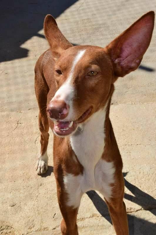 Aslan (Podenco ca. 17.06.2019) von TSV Denia Dogs e.V ...
