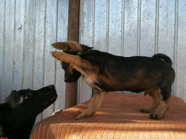 PINO Tierhilfe pro Hund aktiv e.V. Tierschutz Griechenland