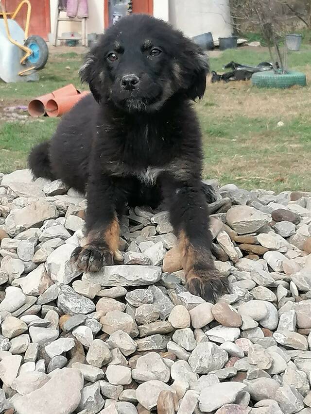 NALA Tierhilfe pro Hund aktiv e.V. Tierschutz Griechenland