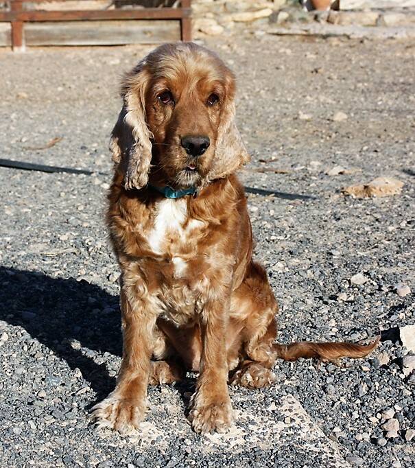 Lana (NL), Cocker Spaniel (Hündin) sucht ein Zuhause - Tierhilfe