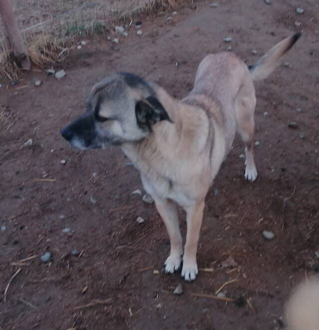 CORA Tierhilfe pro Hund aktiv e.V. Tierschutz Griechenland