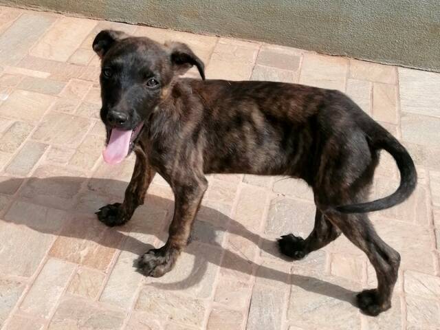 PeeWee (MA) (Mischling 2,5 Monate) von Tierhilfe Fuerteventura e.V