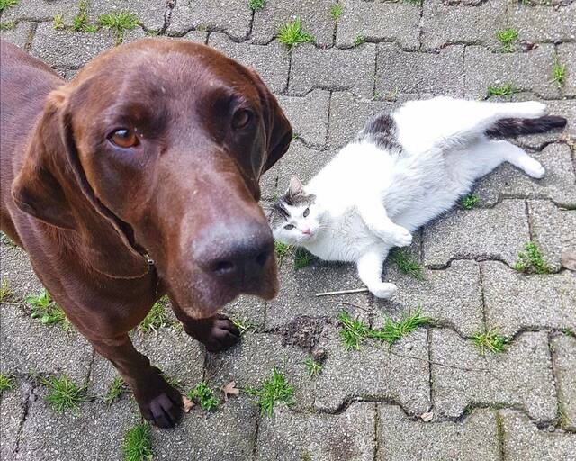 Milan, Deutsch Kurzhaar (Rüde) aus 49... Deutschland (D) sucht ein ...