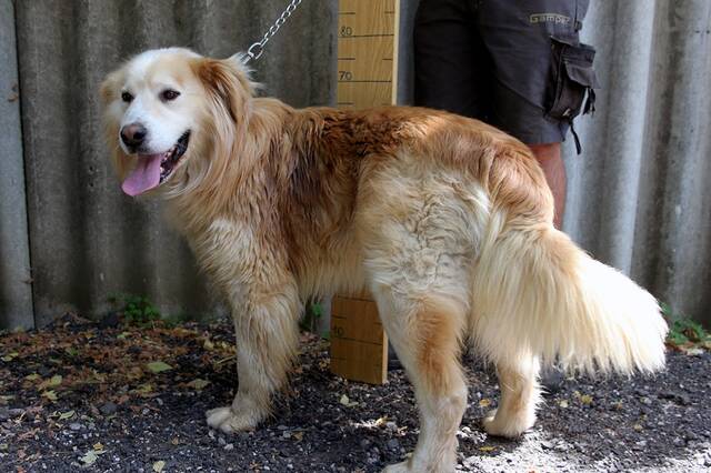 Freddy 3, Golden Retriever - HunD5 852727