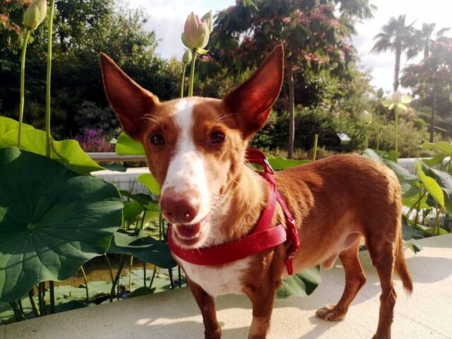 Mani, Podenco Andaluz (Rüde) sucht ein Zuhause Hundepfoten in