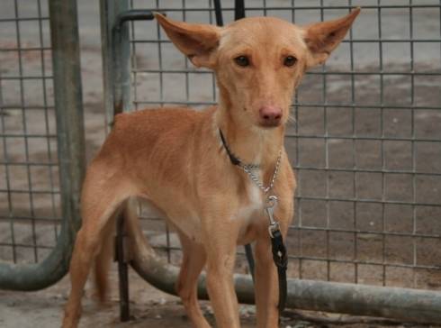 11+ Podenco Andaluz Charakter