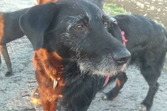 Rino Nero Mischling 01 02 06 Sucht Ein Zuhause Anzeige 9359 Streunerherzen E V Schwarze Hunde De