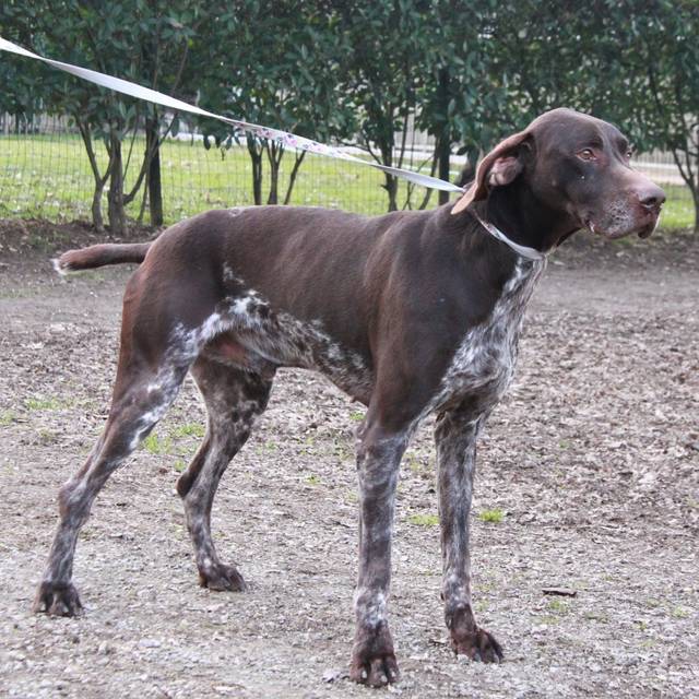 Sten, Deutsch Kurzhaar (Rüde) sucht ein Zuhause - Hundepfoten in Not e ...