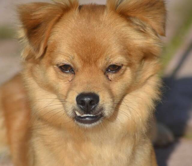 PEPITO, Tibet-Spaniel-Mischling (Rüde) sucht ein Zuhause - Franz von Assisi Hundenothilfe e.V ...