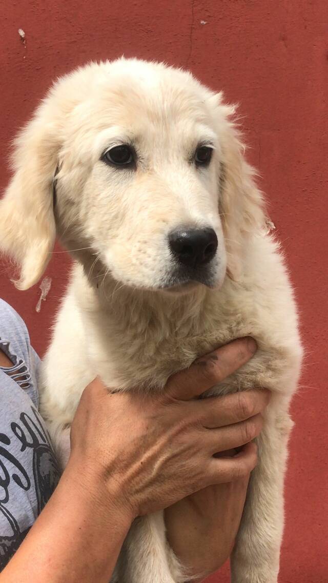 Knut, Golden-Retriever-Maremmano-Mix (Welpe/Rüde) sucht ein Zuhause ... - HunD6 855913