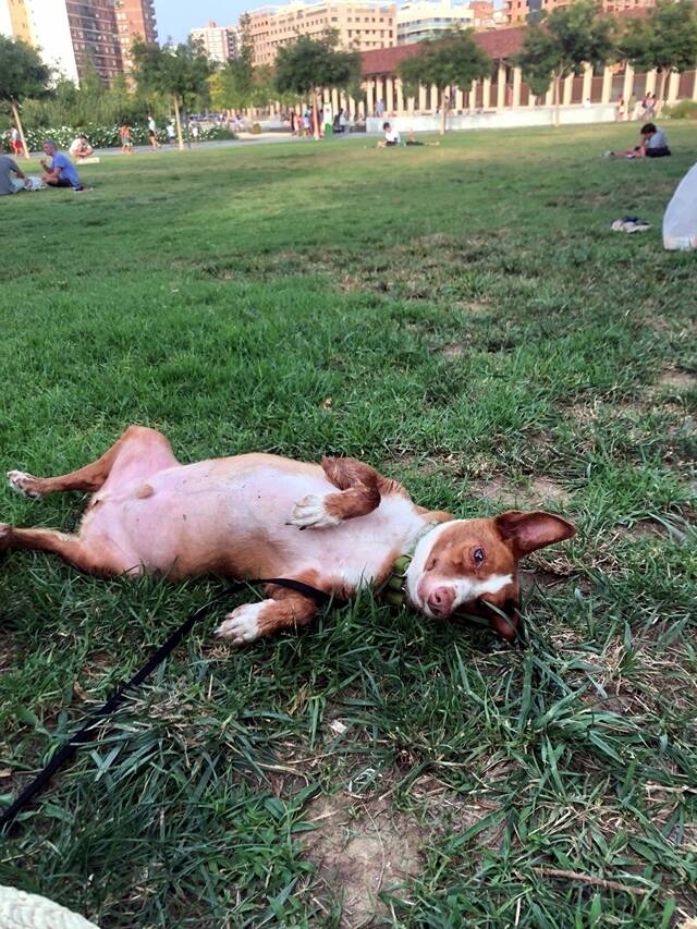 Mani, Podenco Andaluz (Rüde) sucht ein Zuhause Hundepfoten in