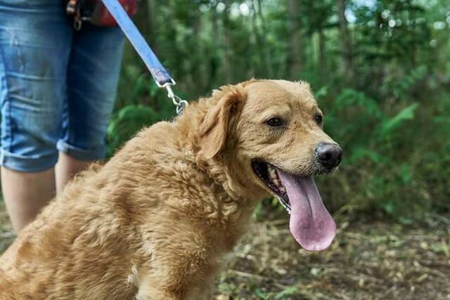 Casper, Golden Retriever - HunD6 858341