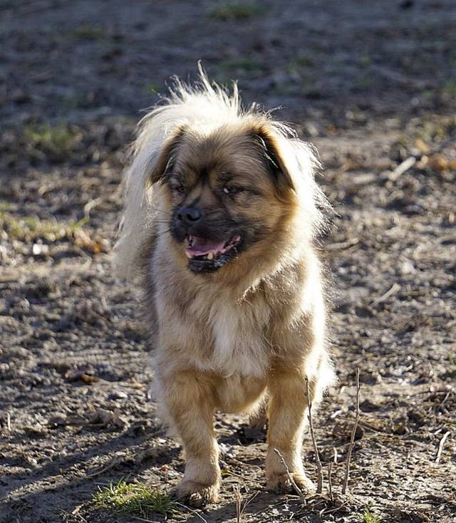 Kufirc, TibetSpanielMix (Rüde) sucht ein Zuhause Tierheimleben in Not e.V. ZERGportal Kufirc, TibetSpanielMix (Rüde) sucht ein Zuhause Tierheimleben in Not e.V. ZERGportal