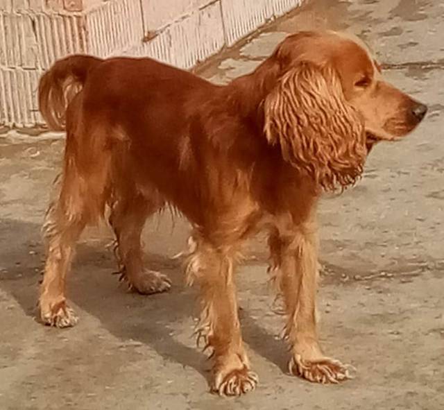 ALEX, Cocker Spaniel (Rüde) aus 57439 Attendorn (D) sucht ein Zuhause