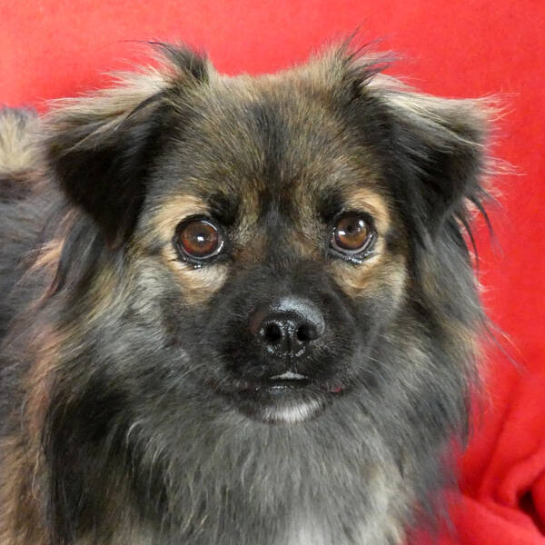 Buddy, Löwchen-Tibet Spaniel Mischling (Rüde) sucht ein Zuhause - TINI - Tiere In Not Ibiza e.v ...