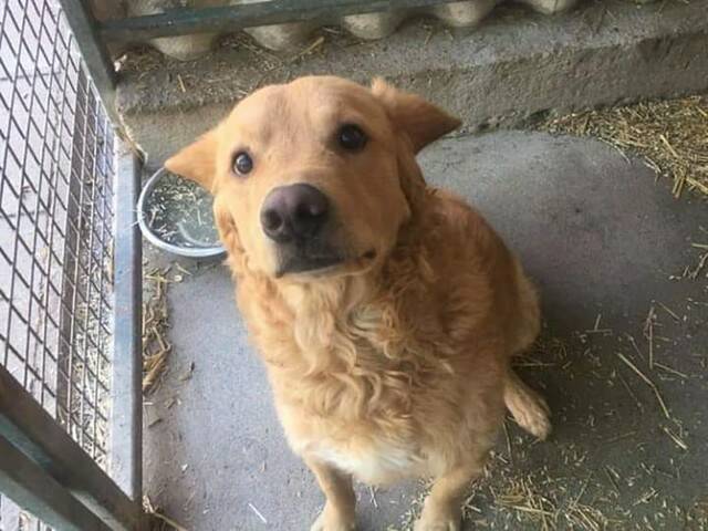 Casper, Golden Retriever - HunD7 858341