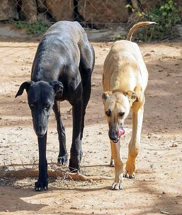 Hundevermittlung, DEA, Galgo Espanol (Hündin) sucht ein Zuhause Hunde