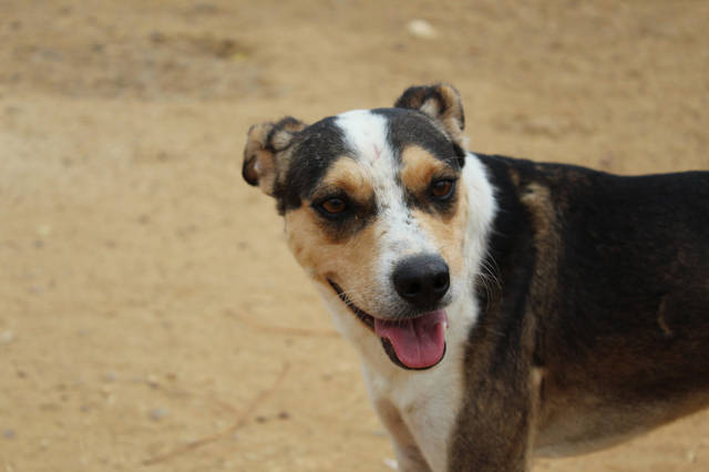 Gilbert, kurzhaar Collie Mischling (Rüde) sucht ein Zuhause ...