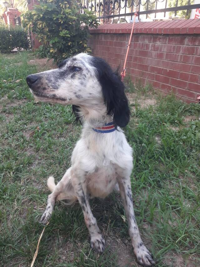 Dexter