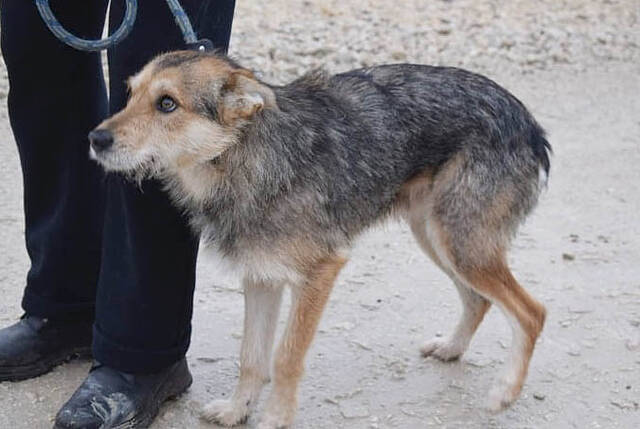 Toby Mischling 1 5 Jahre Von Spanische Tiernothilfe Refugium Und Hospiz Fur Misshandelte Und Ausgesetzte Hunde Sucht Ein Zuhause Couch Gesucht Anzeige 4691