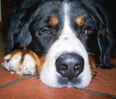 Berner Sennenhund SAM R de Zuhause gefunden Kleine Arche