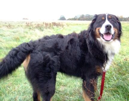 Berner Sennenhund SAM R de Zuhause gefunden Kleine Arche