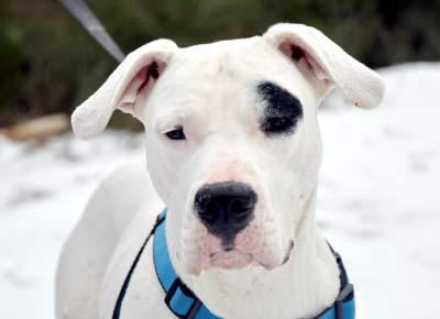 Dogo Argentino Caty Hundin Zuhause Gefunden Sans Frontieres Grenzenlose Hundehilfe E V Happy Ends Archiv Von Zergportal De