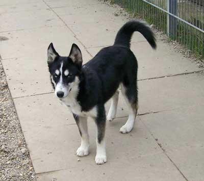 Bonsai-Husky-Mix - Crissy, (Hndin) - Zuhause gefunden - Nothilfe fr  Polarhunde e.V. - Happy Ends Archiv von ZERGportal.de