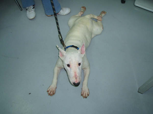 Miniatur Bullterrier Mischling Hopey Die Arme Maus