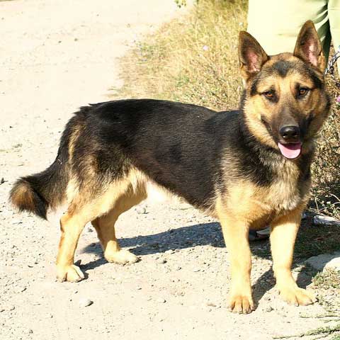 Mini Schaferhund Mischling Mexi Rude Zuhause Gefunden Tierschutzverein Arvacska Szentendre Ungarn Happy Ends Archiv Von Zergportal De